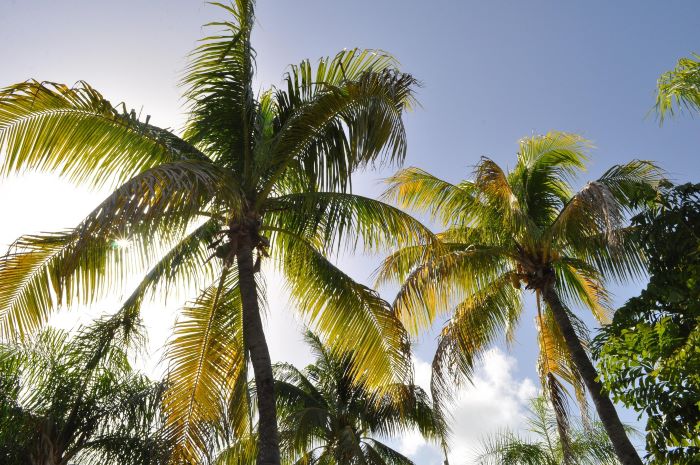 CROCIERA AI CARAIBI: DOMINICA, ANTILLE E ISOLE VERGINI - COSTA FAVOLOSA
